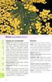 Rostliny pro aromaterapii
